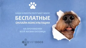 Ветеринарная клиника Vetdocs на улице Чехова фото 2