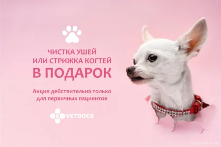 Ветеринарная клиника Vetdocs на улице Чехова фото 4