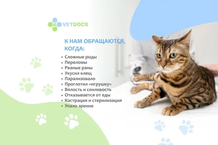Ветеринарная клиника Vetdocs на улице Чехова фото 8